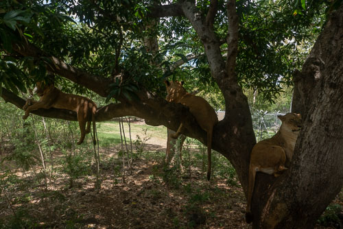 Casela Nature Park Zoo & Safari